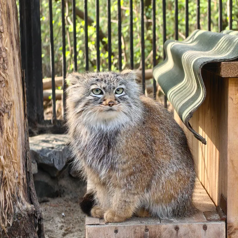 ノヴォシビルスク動物園のガビの写真