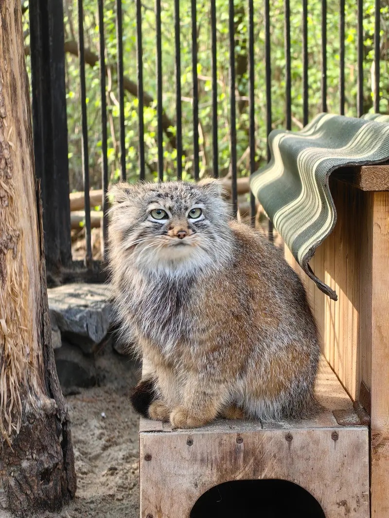 ノヴォシビルスク動物園のガビの写真