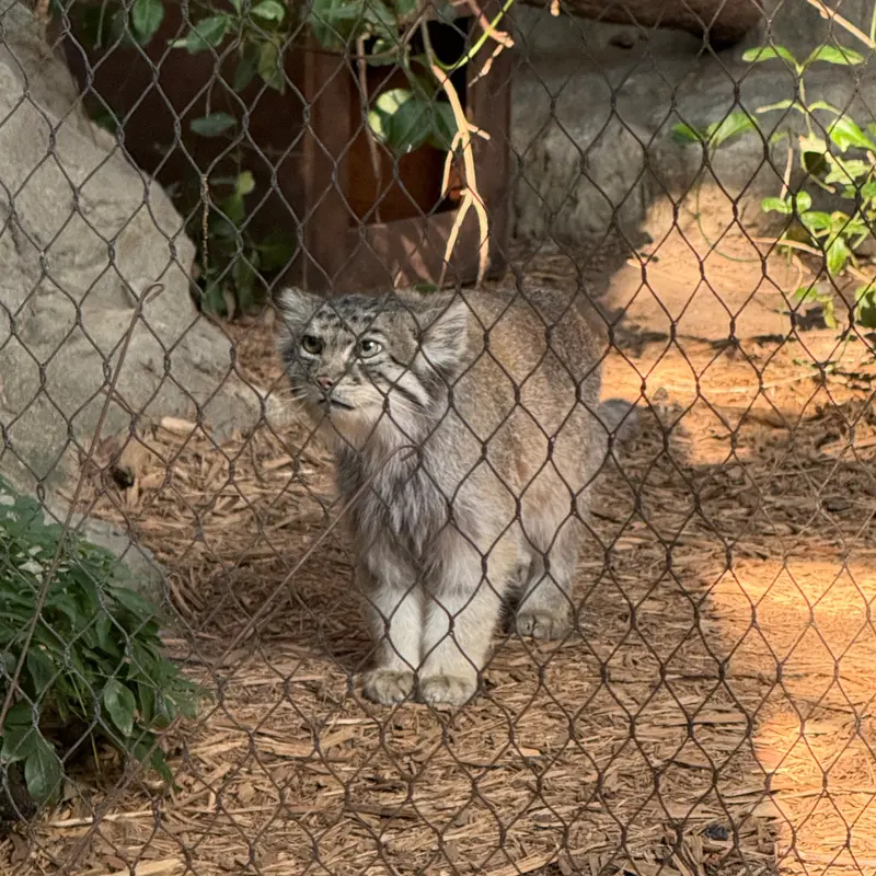 プロスペクト・パーク動物園のバトゥの写真