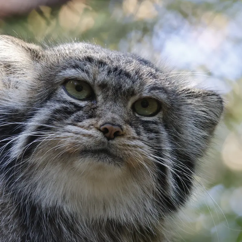 ノヴォシビルスク動物園のイヴの写真