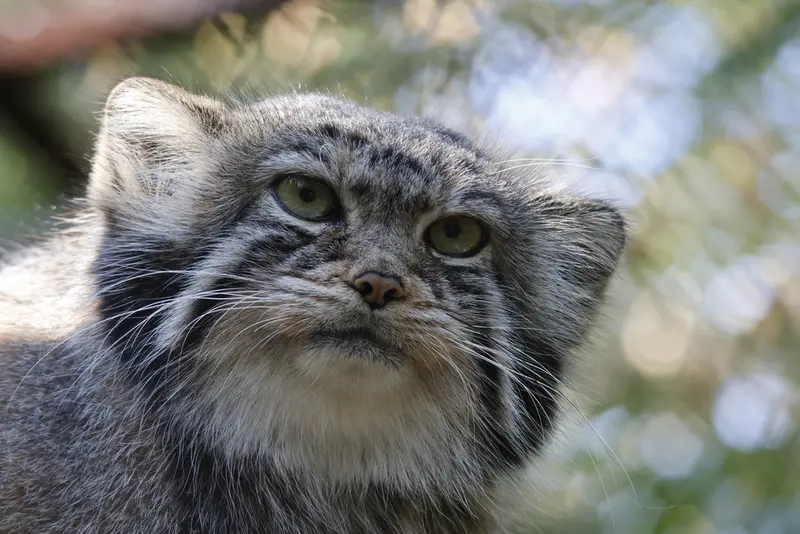 ノヴォシビルスク動物園のイヴの写真