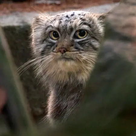 クラクフ動物園のツァスの写真