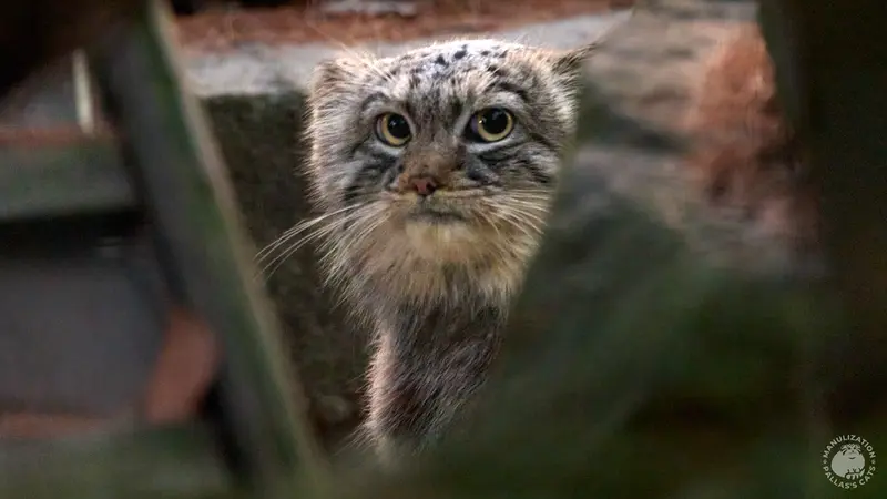 クラクフ動物園のツァスの写真