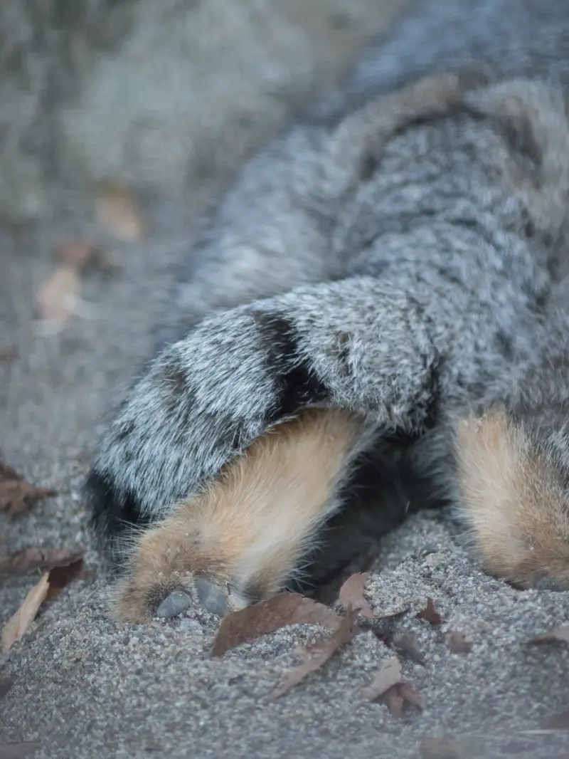 野毛山動物園のフィーガの写真