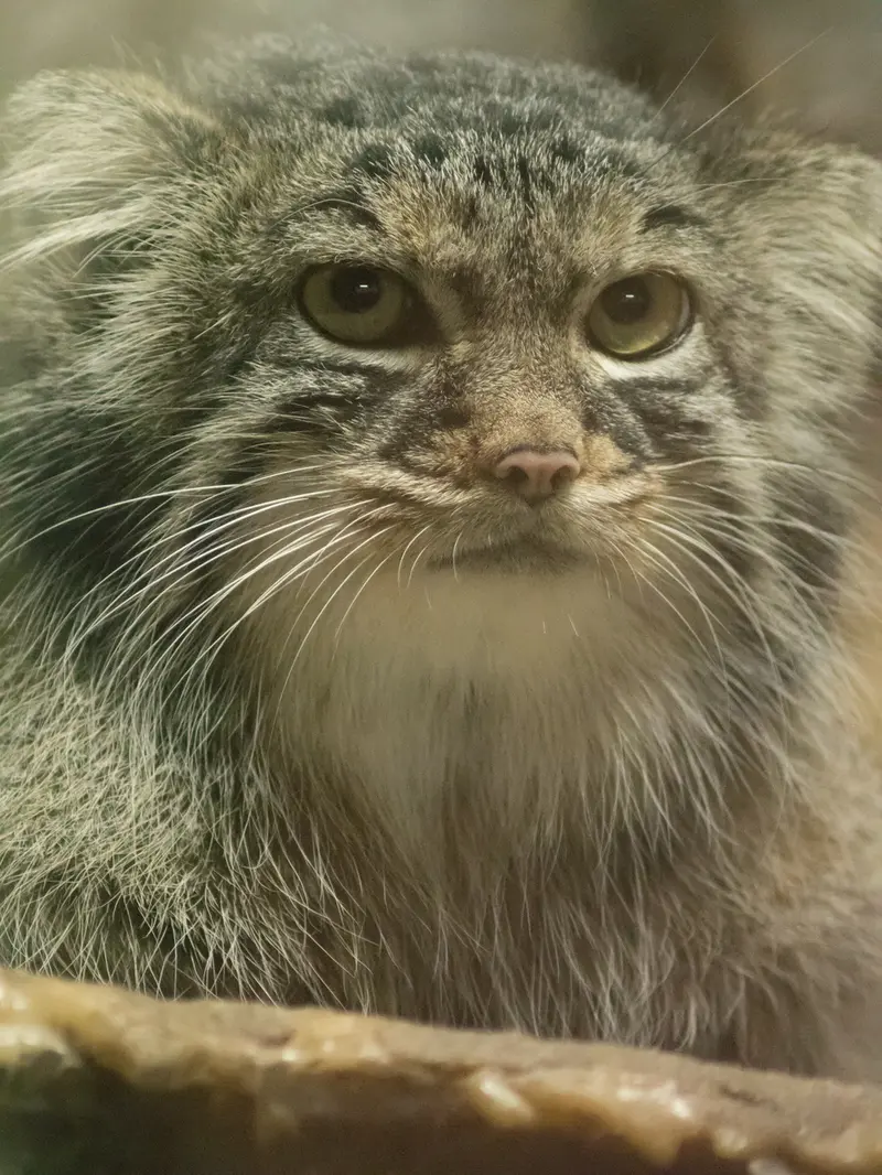 恩賜上野動物園のサフランの写真