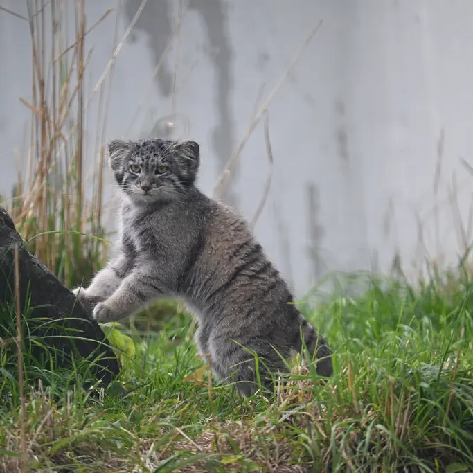 コルケアサーリ動物園のステンの写真