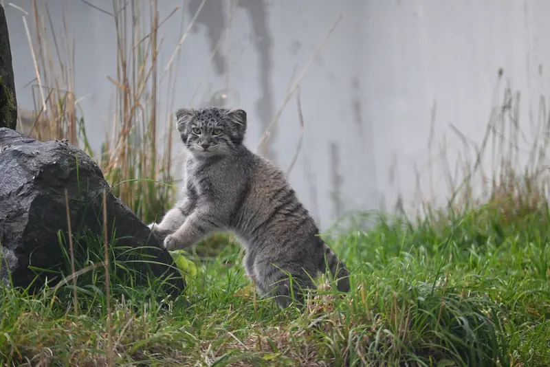 コルケアサーリ動物園のステンの写真