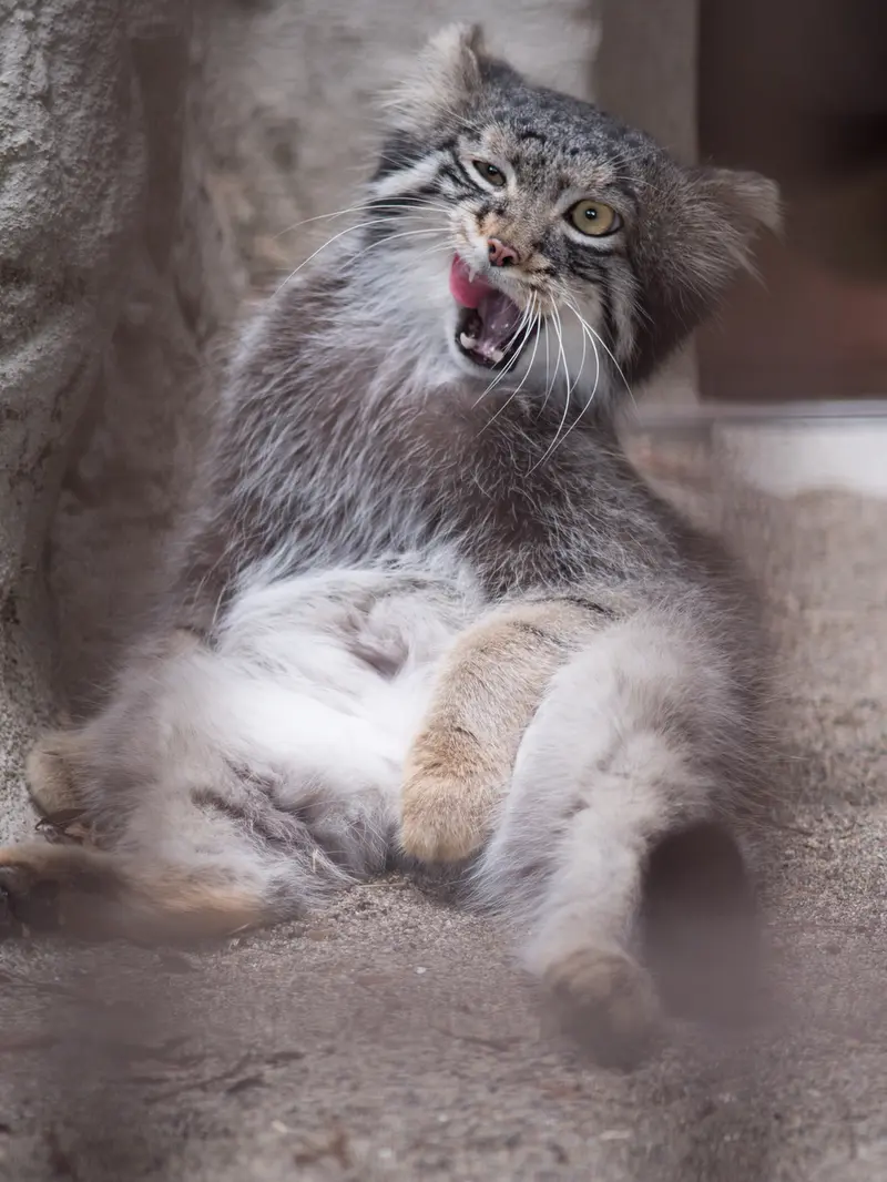 野毛山動物園のフィーガの写真