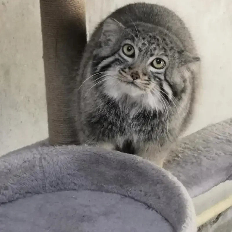 青海チベット高原野生動物園のスン・ダーニャンの写真