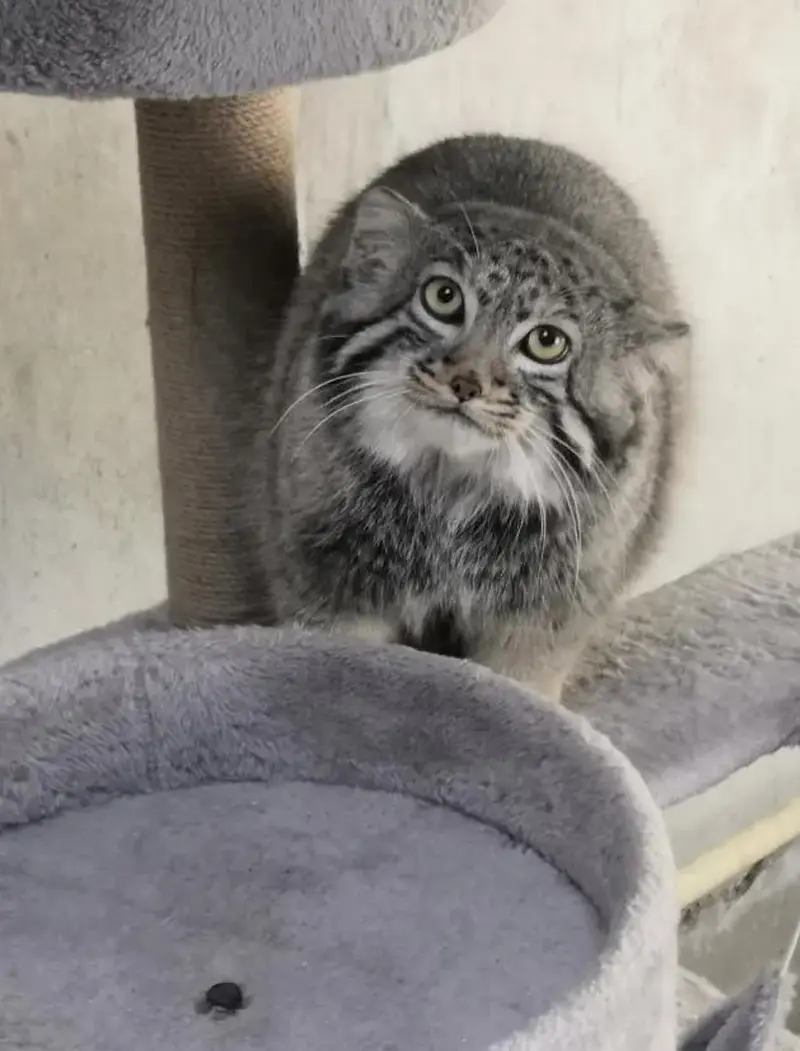 青海チベット高原野生動物園のスン・ダーニャンの写真