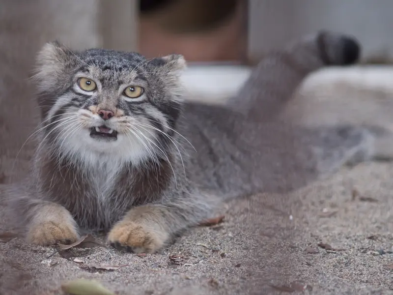 野毛山動物園のフィーガの写真