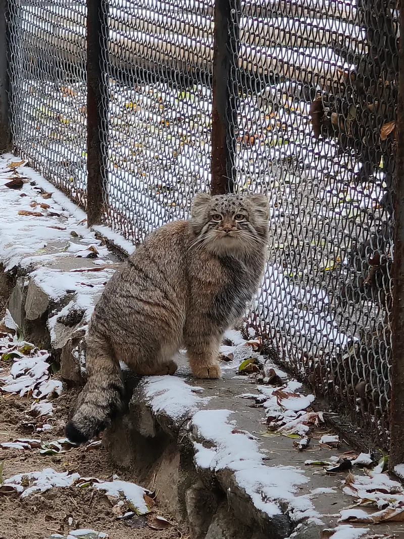 ノヴォシビルスク動物園のスネジャナの娘 b.2026 Ⅱの写真