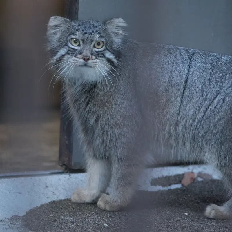 野毛山動物園のフィーガの写真