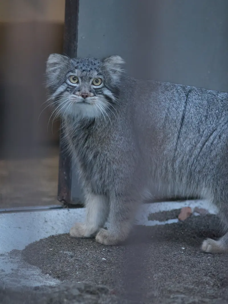野毛山動物園のフィーガの写真