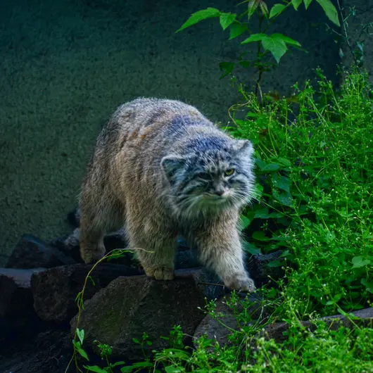 ブダペスト動物園・植物園のボフスの写真