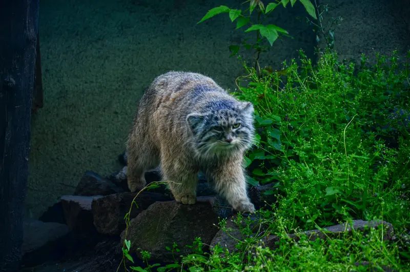 ブダペスト動物園・植物園のボフスの写真