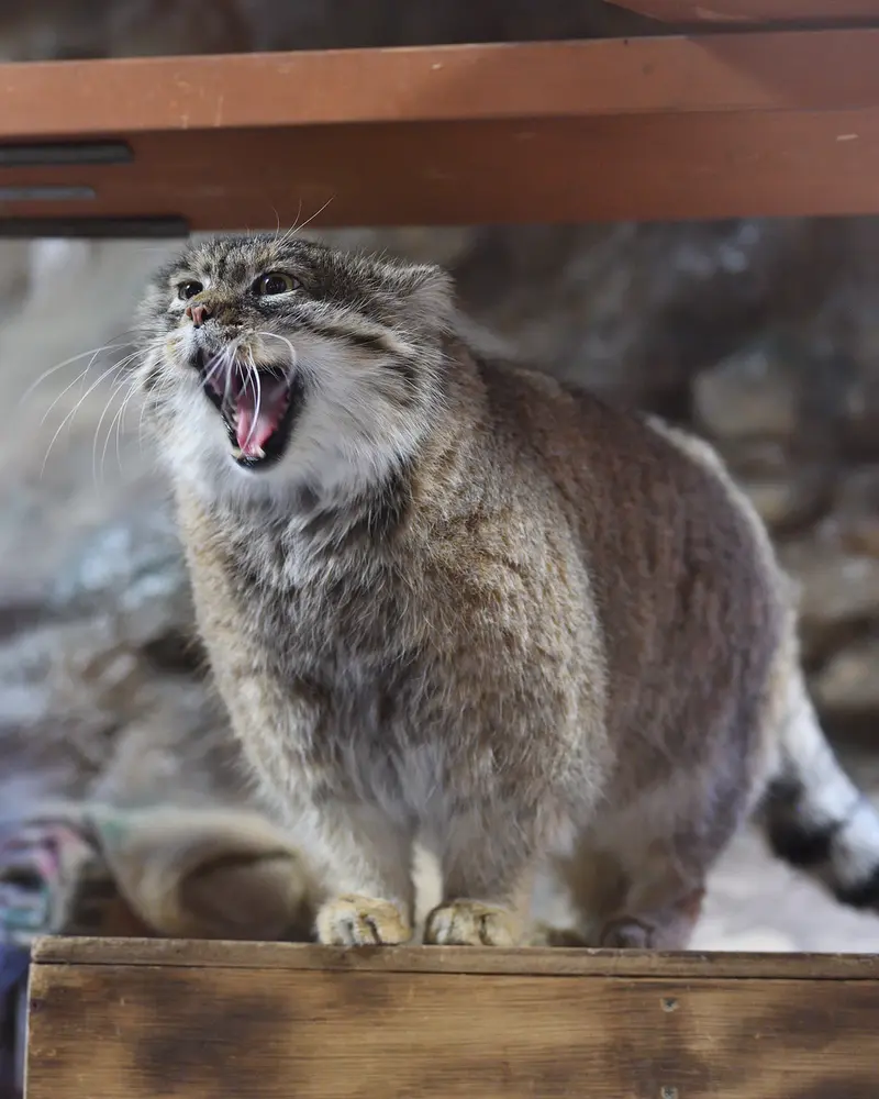 恩賜上野動物園のプリームラの写真