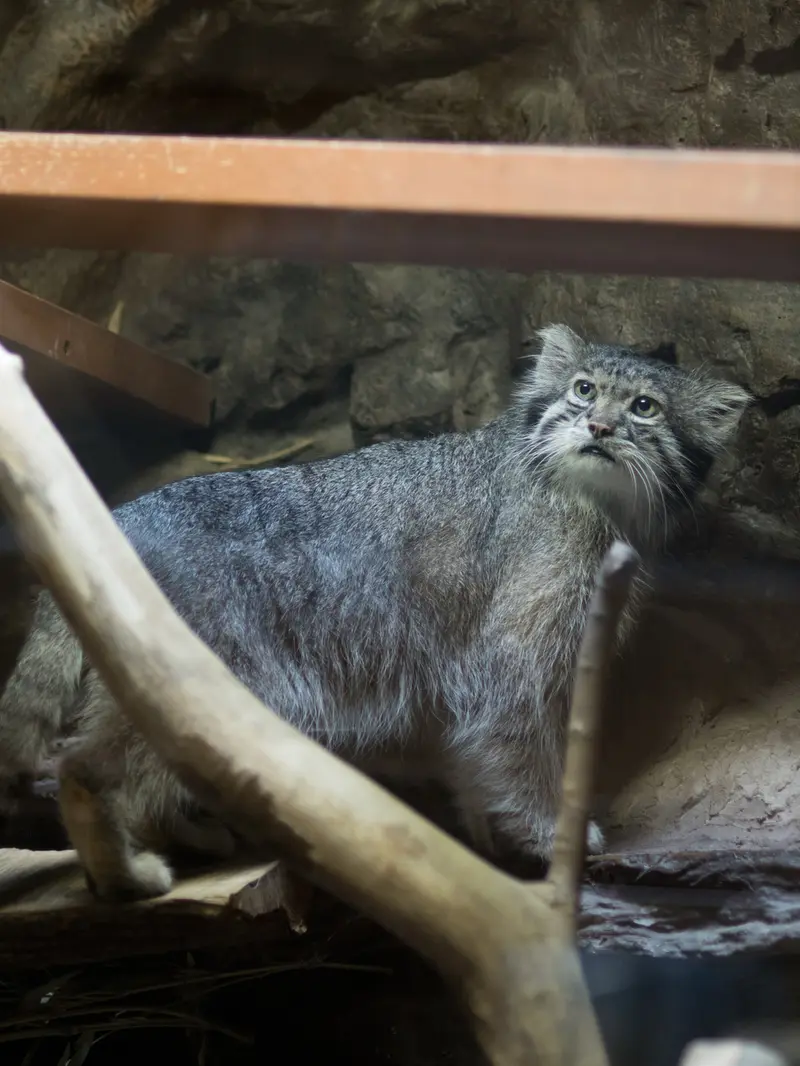 恩賜上野動物園のクリョンの写真