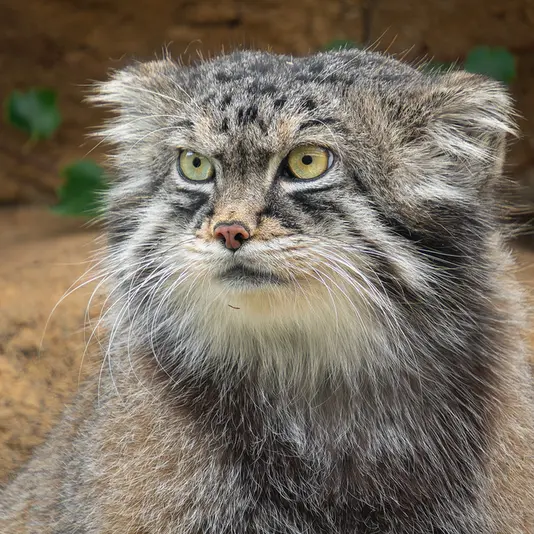 神戸市立王子動物園のイーリスの写真