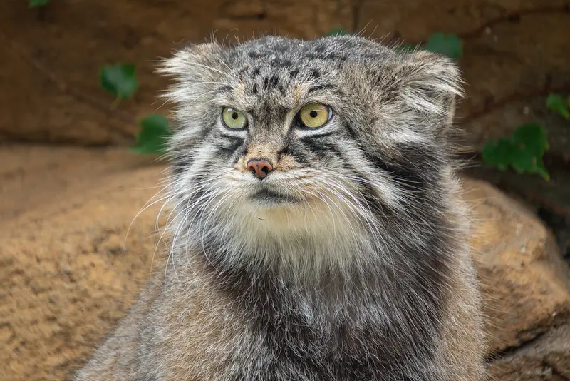神戸市立王子動物園のイーリスの写真