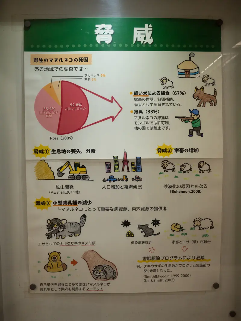 野毛山動物園のマヌルネコの写真