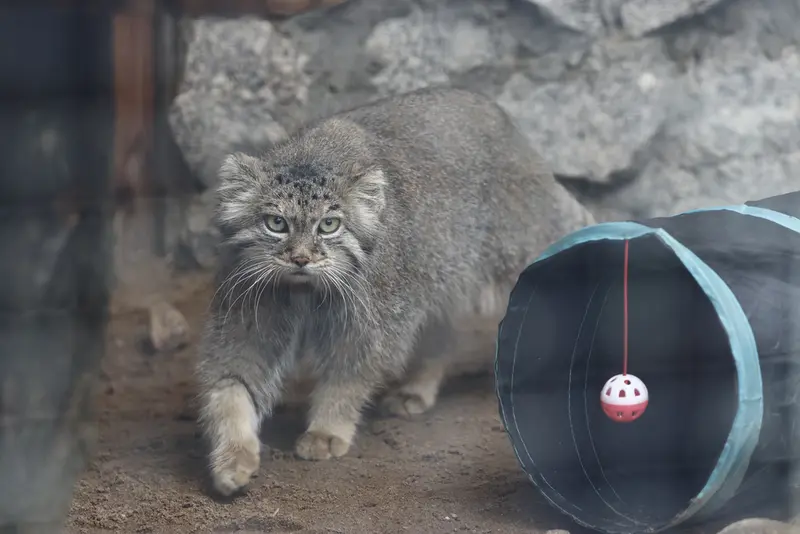 レニングラード動物園のペペの写真