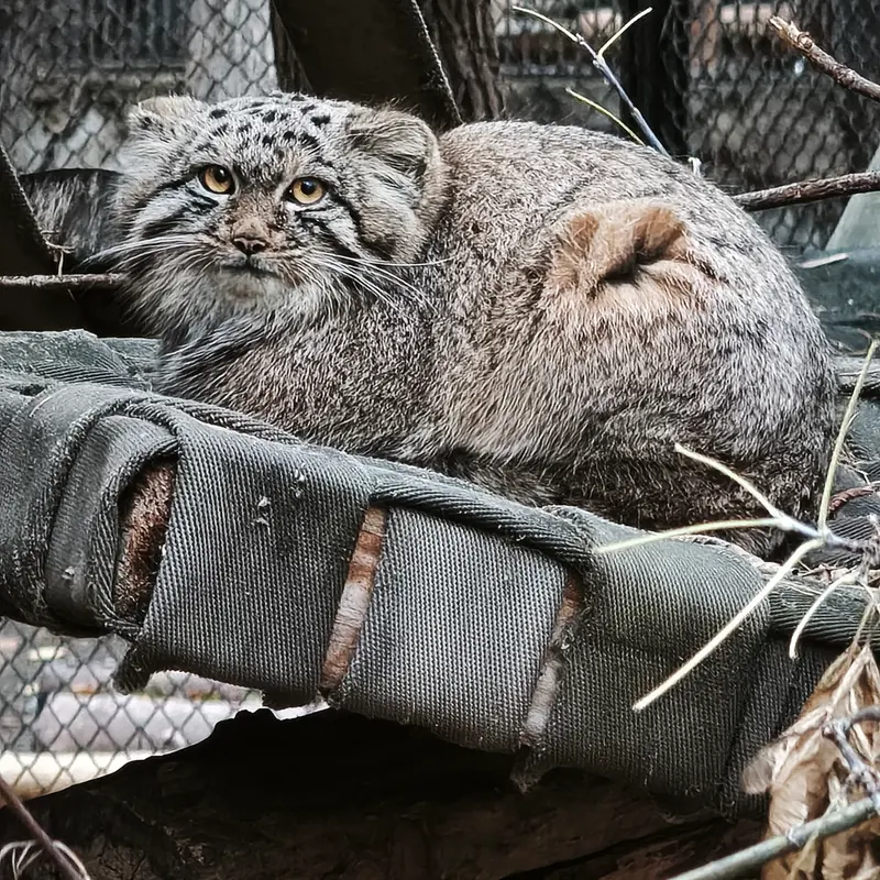 ノヴォシビルスク動物園のスネジャナの息子 b.2026 Ⅲの写真