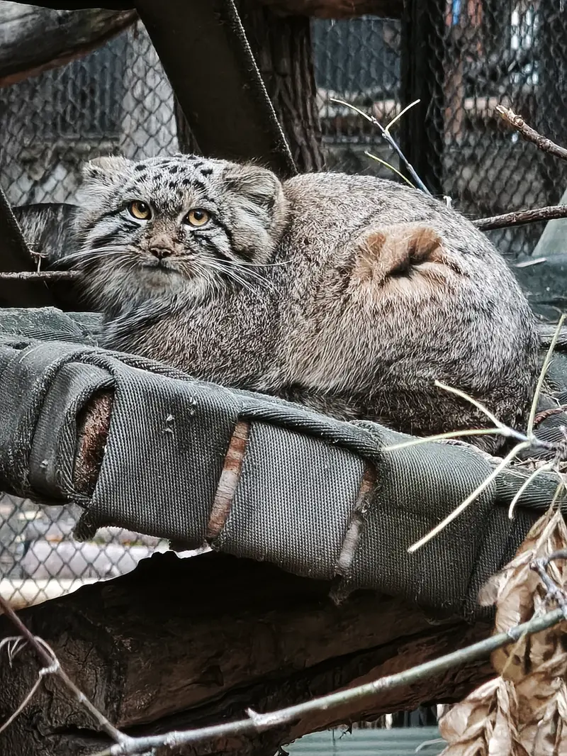 ノヴォシビルスク動物園のスネジャナの息子 b.2026 Ⅲの写真