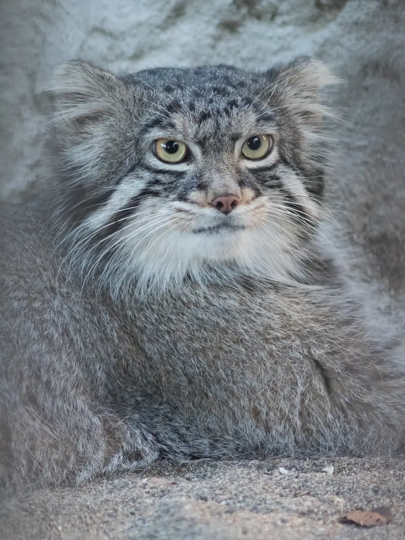 野毛山動物園のフィーガの写真