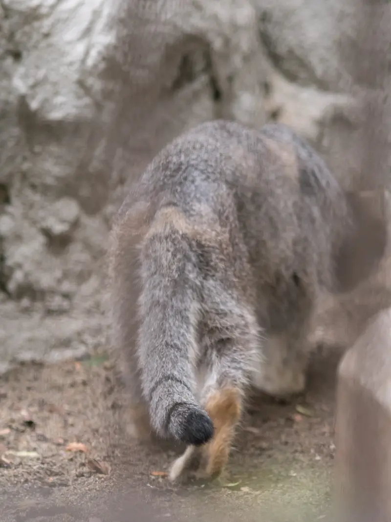 野毛山動物園のフィーガの写真