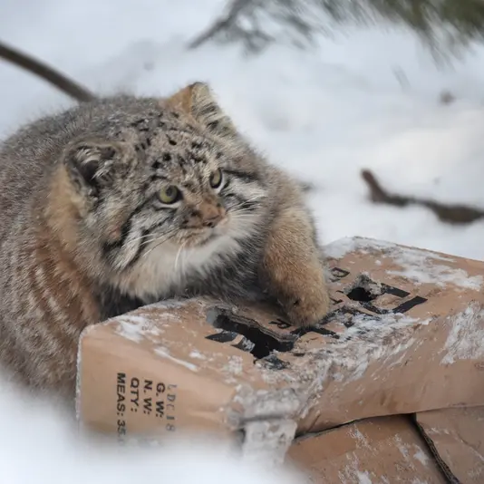 ノヴォシビルスク動物園のコソグラジクの写真