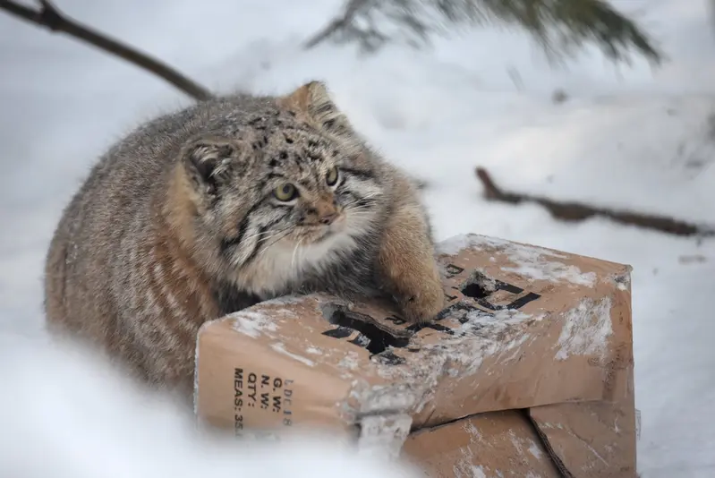 ノヴォシビルスク動物園のコソグラジクの写真