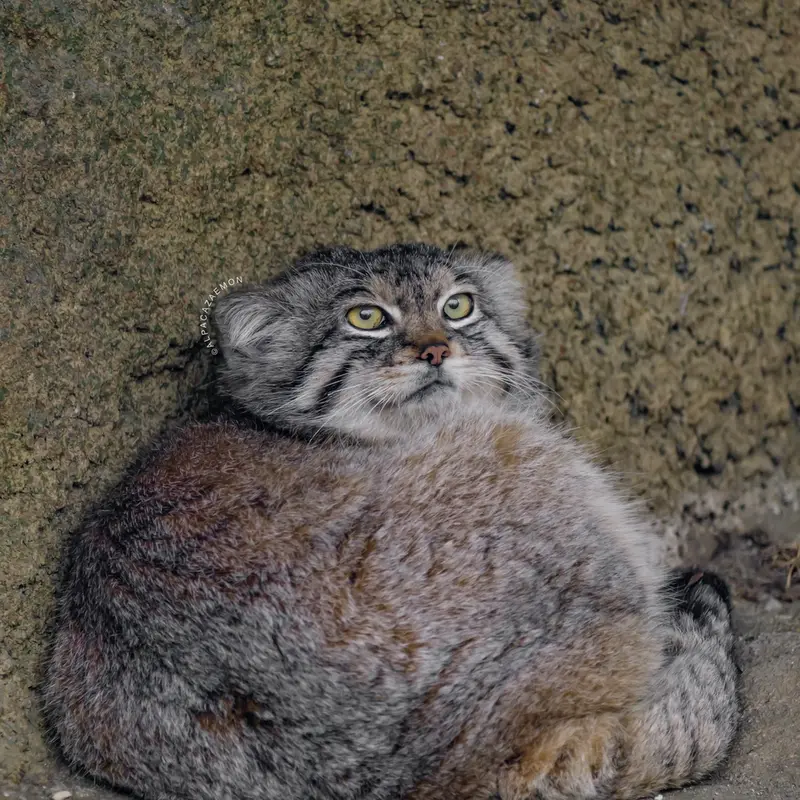神戸どうぶつ王国のレフの写真