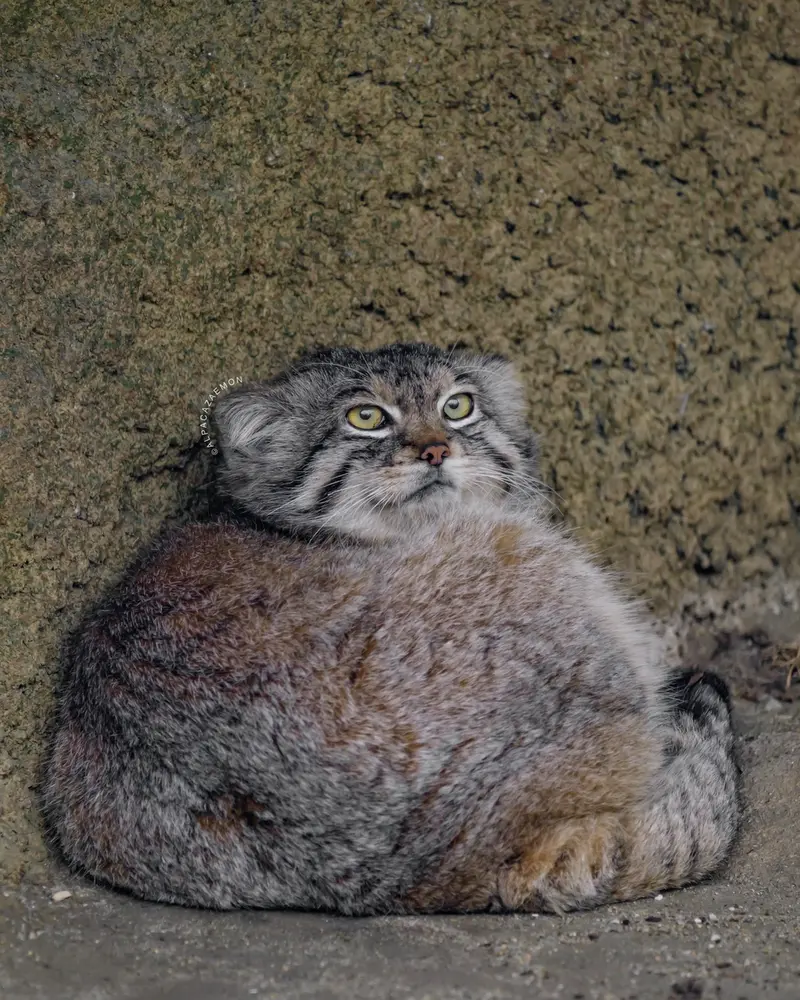 神戸どうぶつ王国のレフの写真