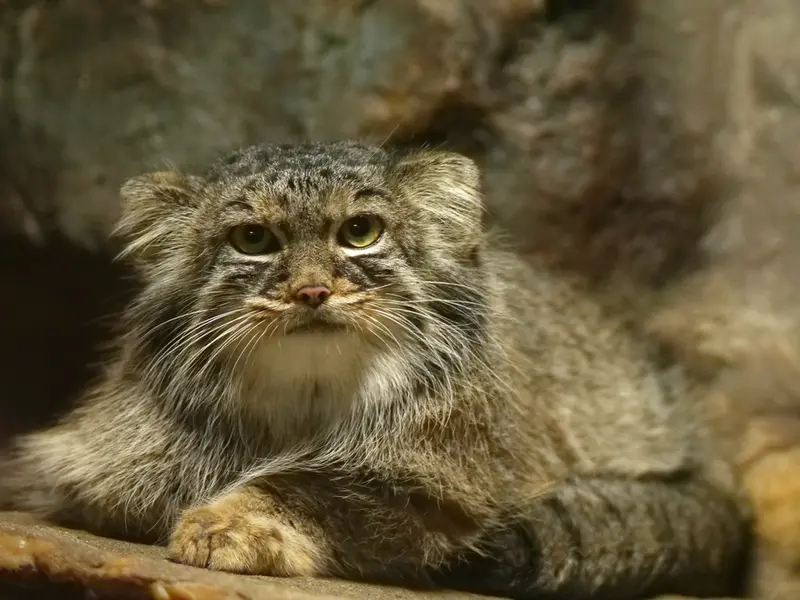 恩賜上野動物園のサフランの写真