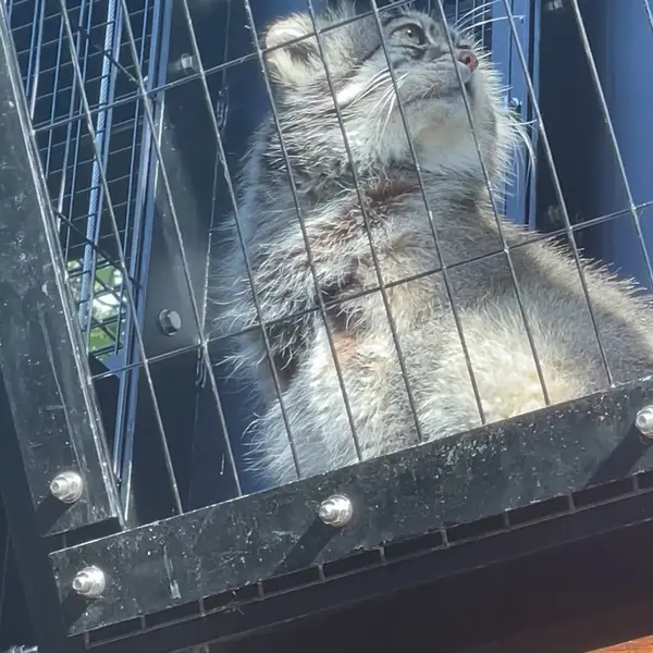 旭山動物園のグルーシャの写真