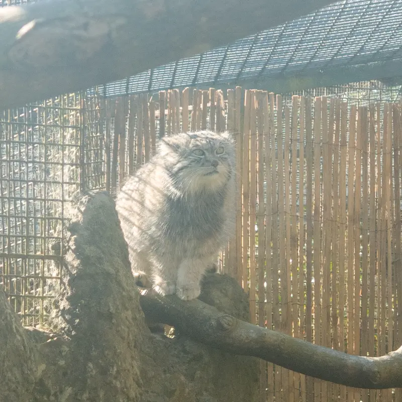 エディンバラ動物園のアキコの写真