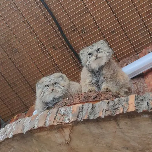 レニングラード動物園のナミカとシューの写真