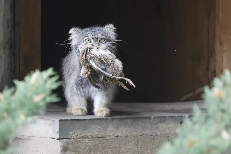 モスクワ動物園のティモフェイの写真