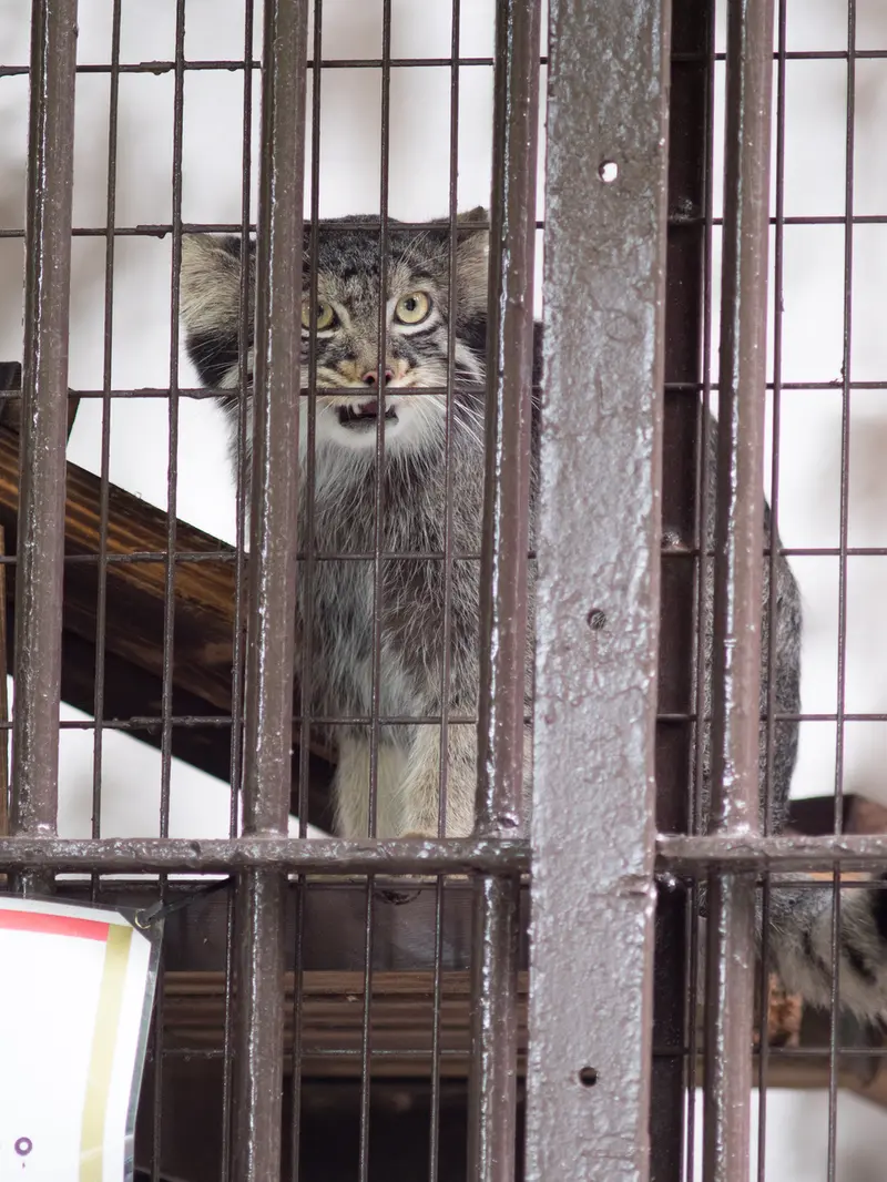 野毛山動物園のフィーガの写真