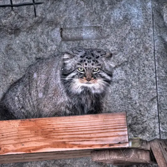 モスクワ動物園のダーライの写真