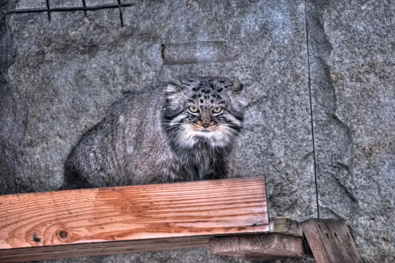 モスクワ動物園のダーライの写真