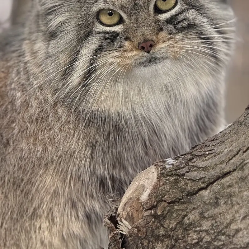 オグルベイ・グッド動物園のブリーの写真