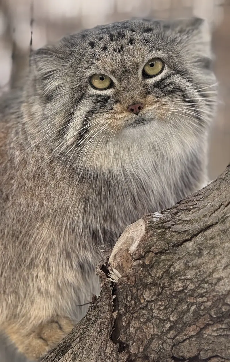 オグルベイ・グッド動物園のブリーの写真