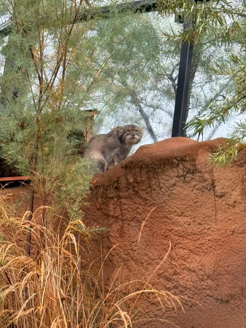 プラハ動物園のスパイの写真