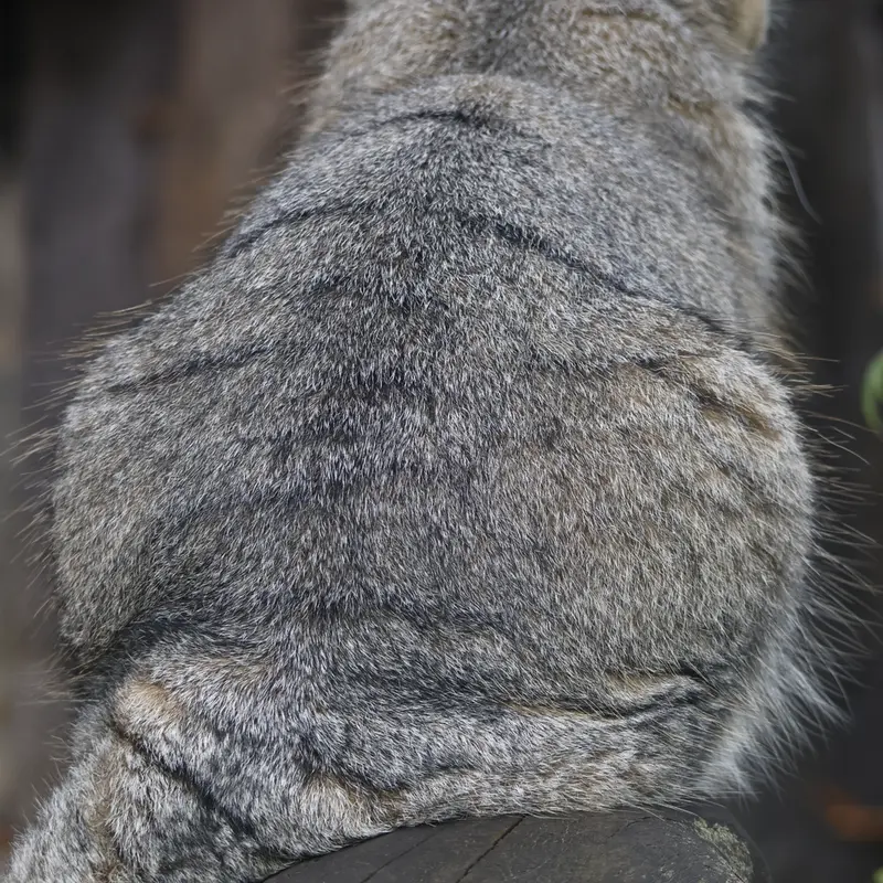 モスクワ動物園のティモフェイの写真