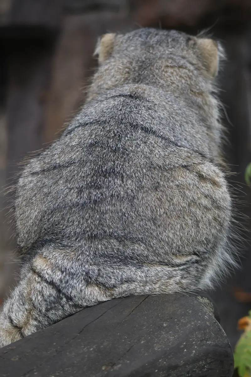モスクワ動物園のティモフェイの写真