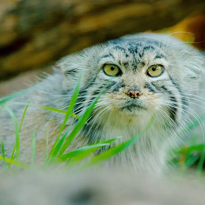 レッドリバー動物園のエルヴィラの写真