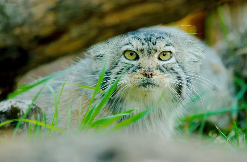 レッドリバー動物園のエルヴィラの写真