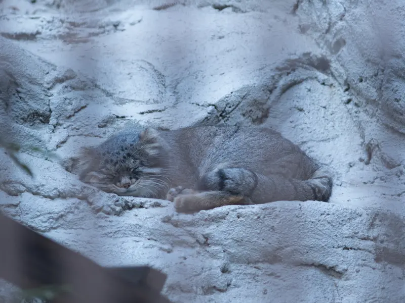 野毛山動物園のフィーガの写真